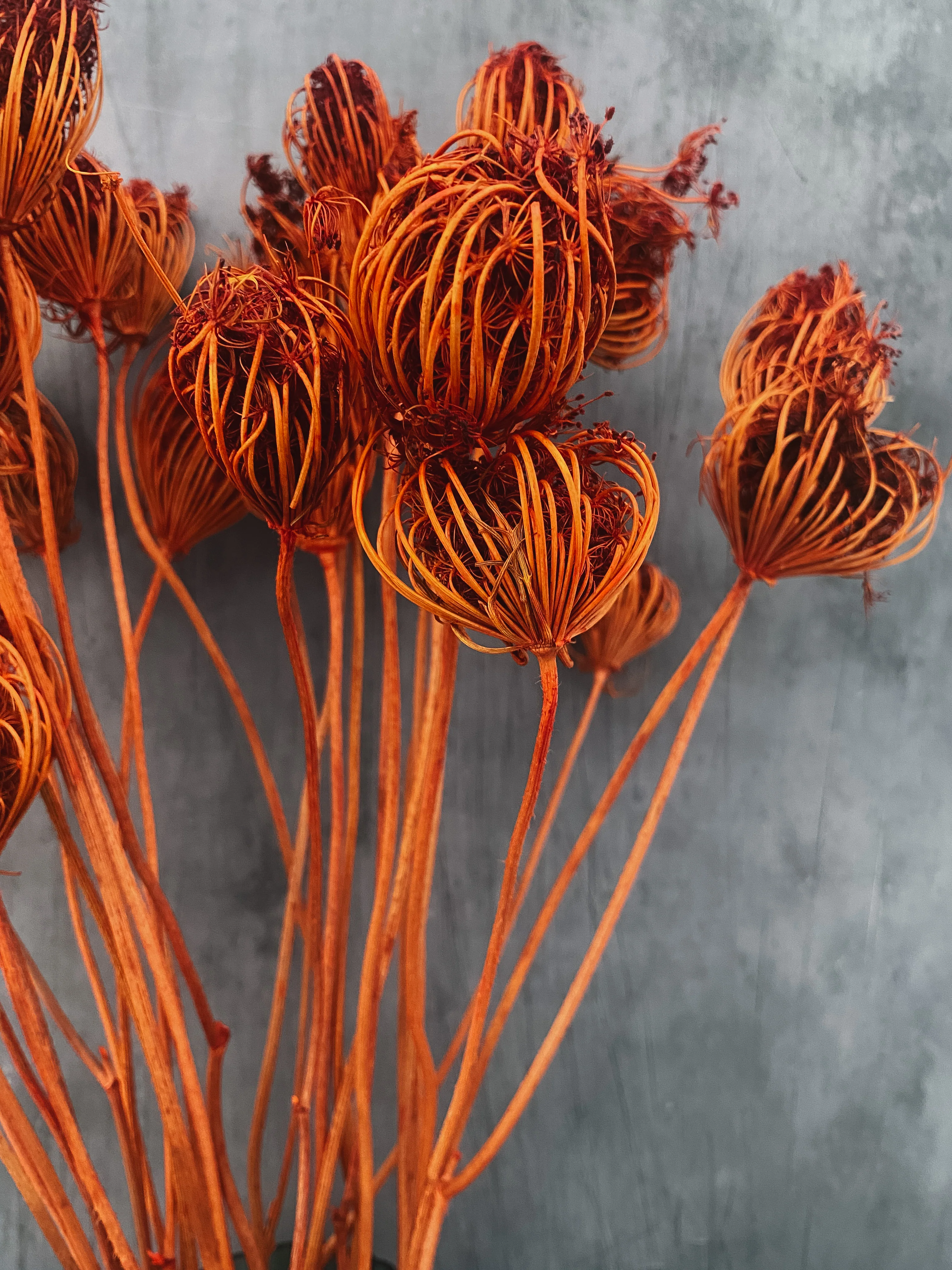 Dried Ammi Majus - burnt orange - Image 2