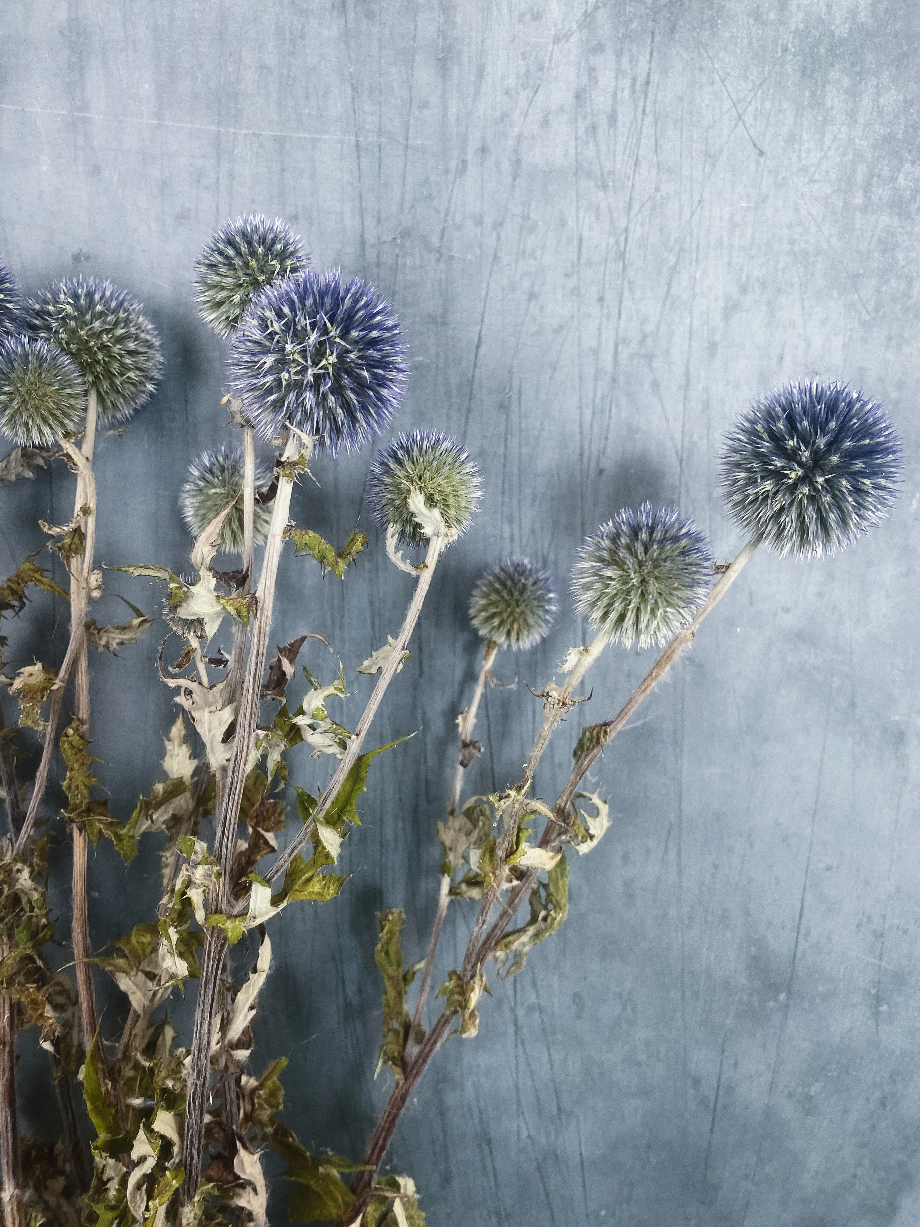 Dried Echinops - Globe Thistle - Image 2