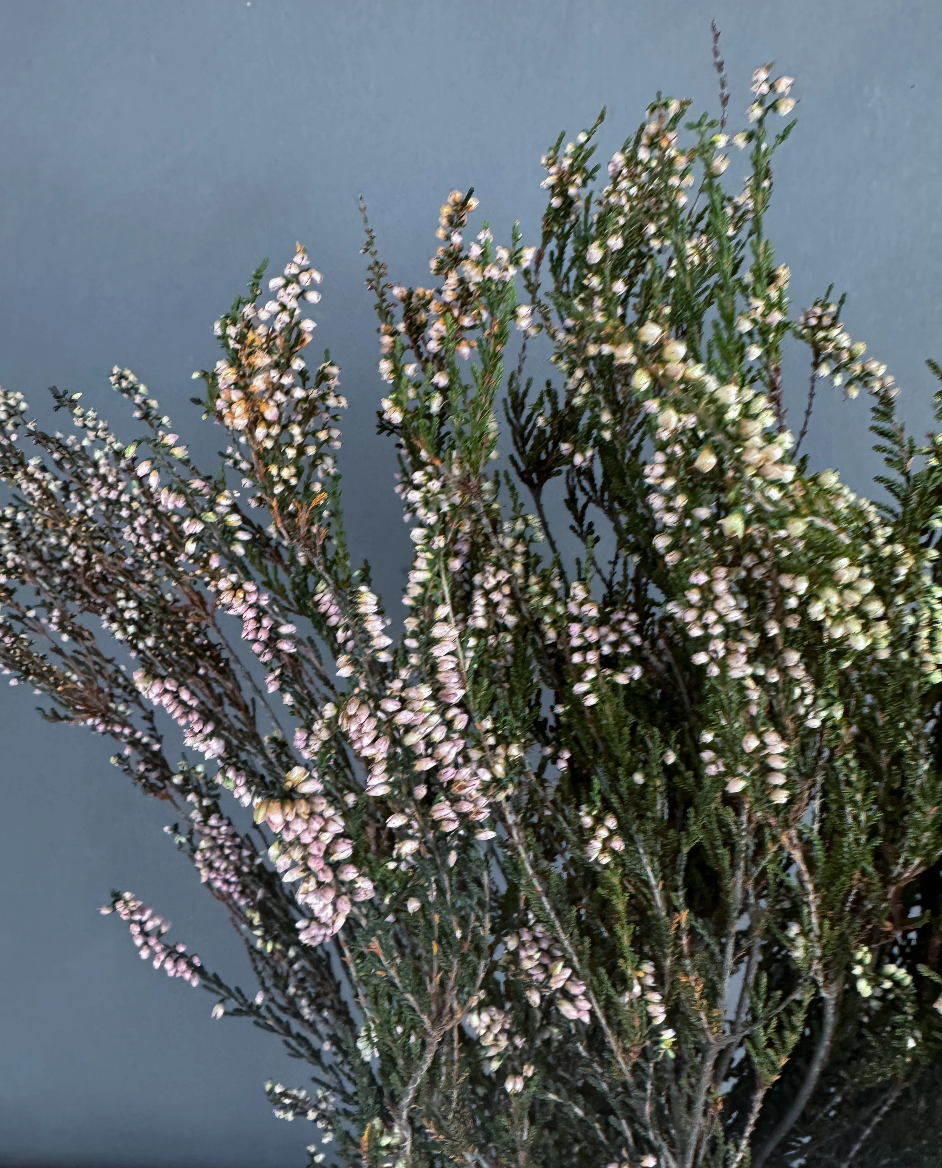 Dried Heather - Image 2