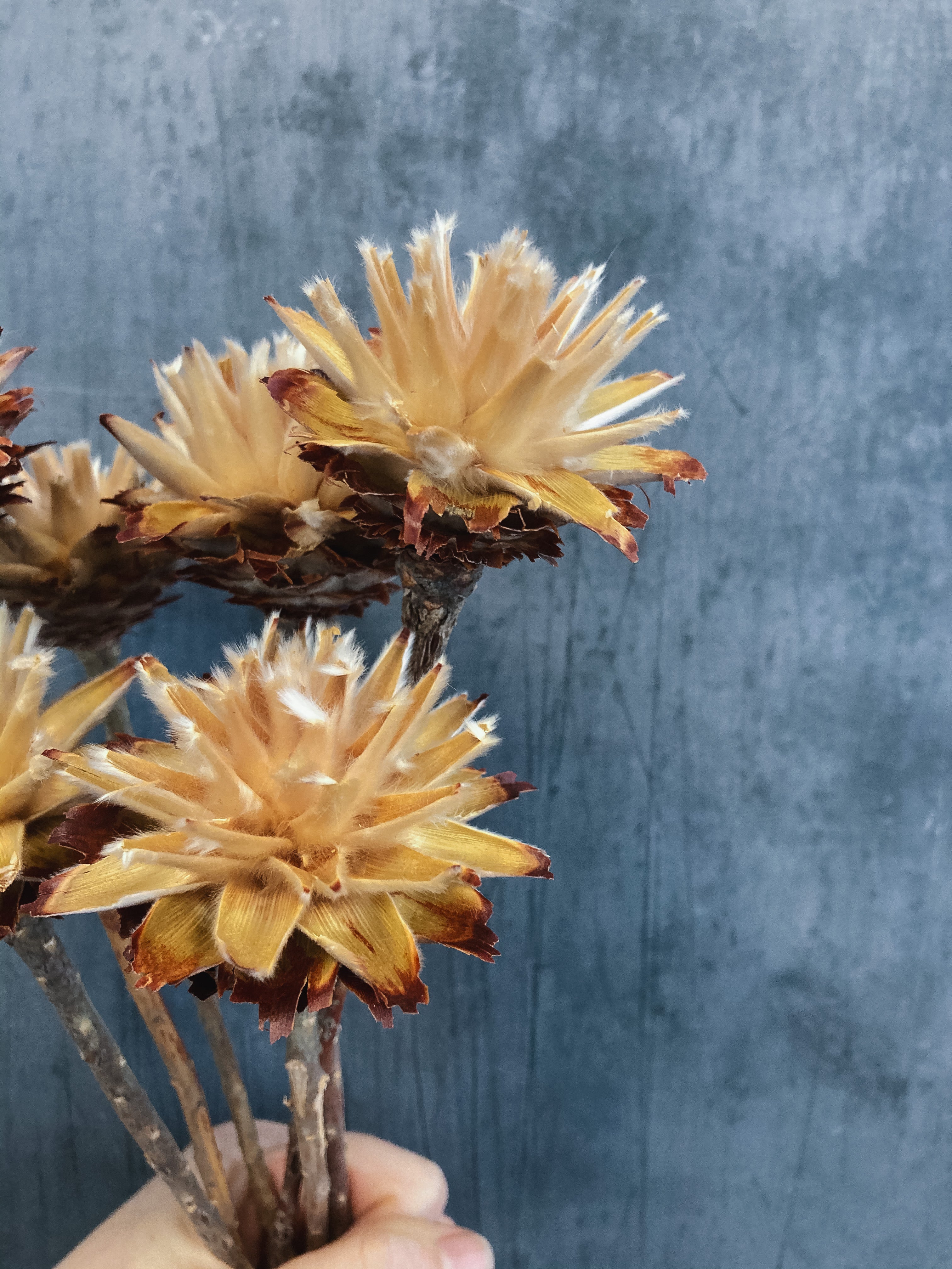 Dried Leucadendron Plumosum Flowers - natural - Image 2
