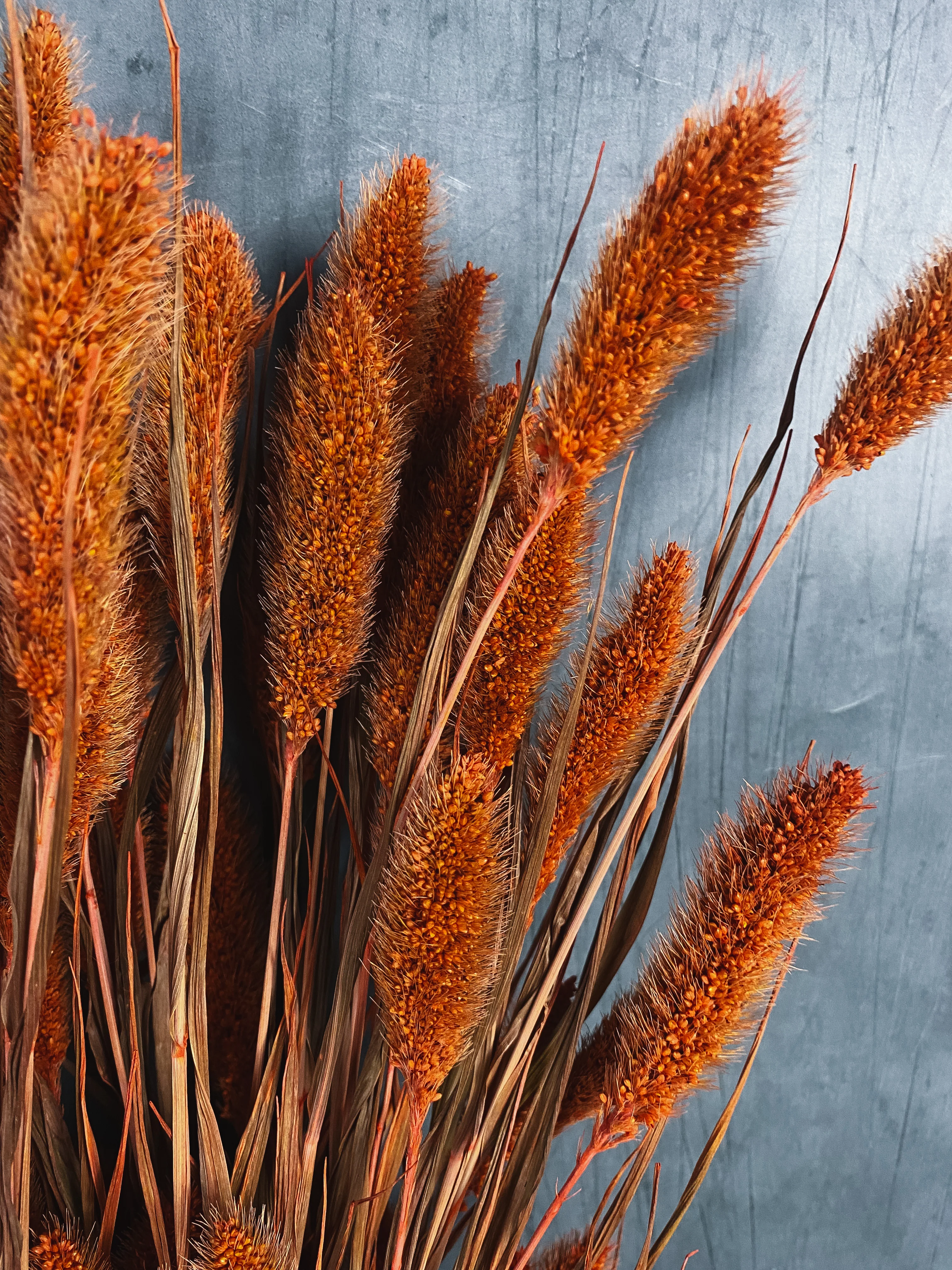 Dried Setaria Bunch - Burnt Orange - Image 2