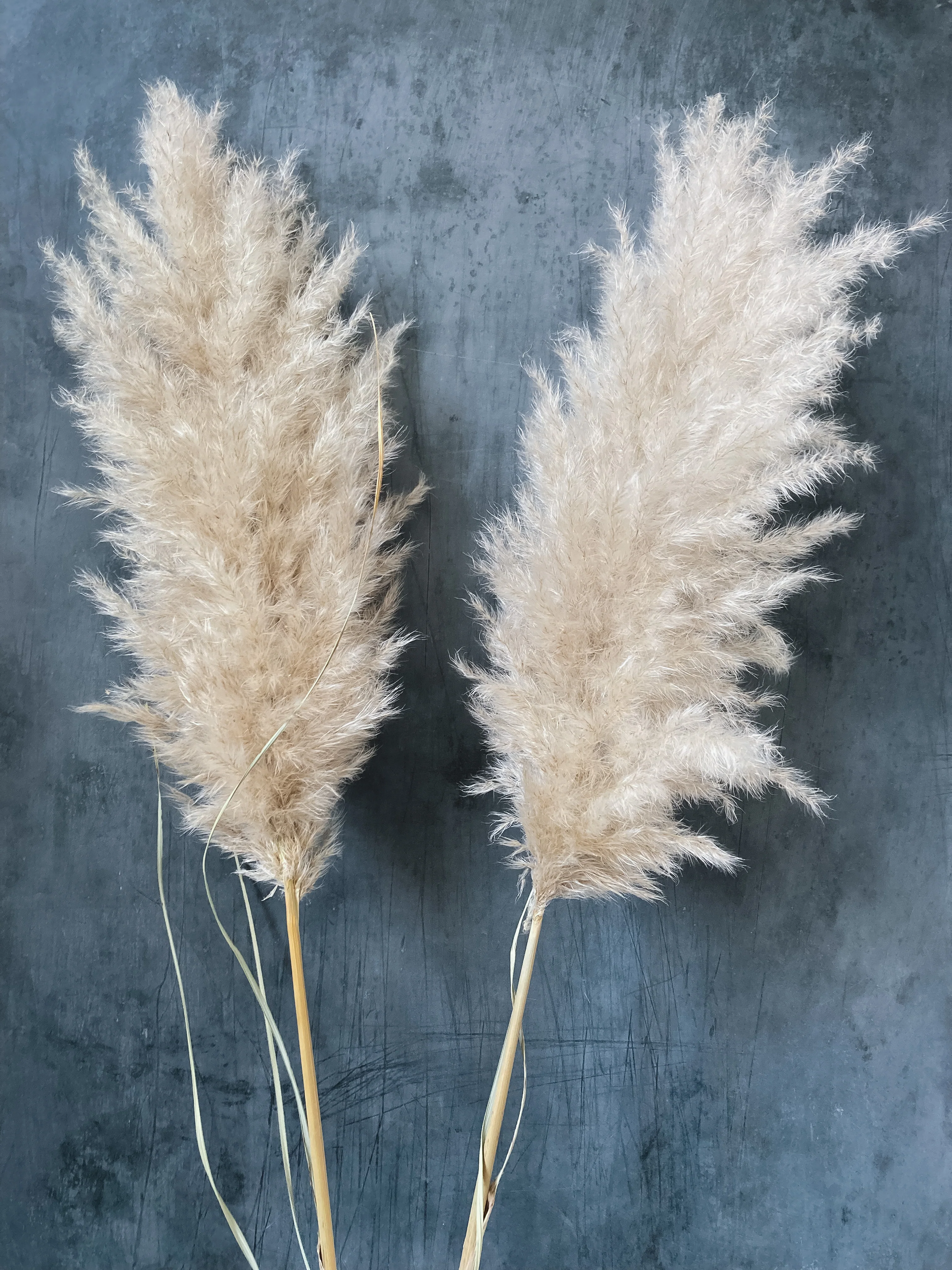 Fluffy Dried Pampas Grass - white - Image 3