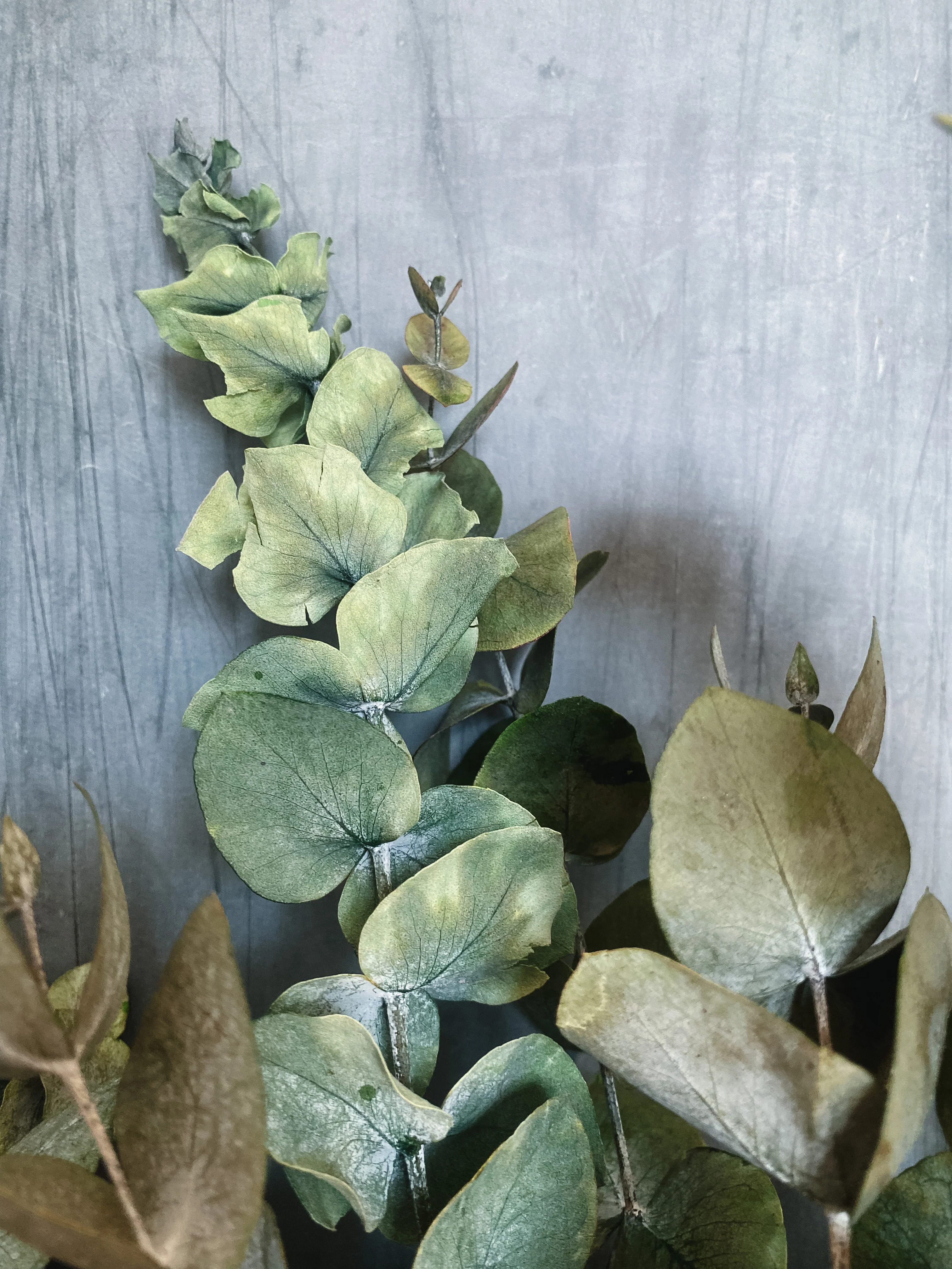 Preserved eucalyptus bunch *seconds* - Image 4